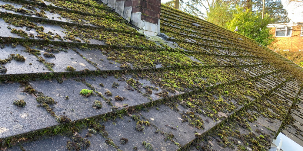 Before Roof Cleaning Before Roof Cleaning